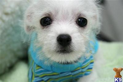 EMMET~ male MalteseChihuahua Mix