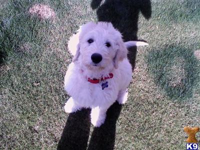 Oliver