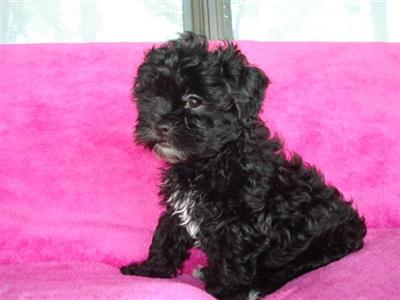 ~~Shih-Poo  2~~SOLD~~