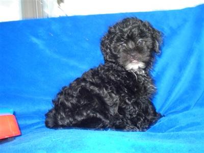 ~~Shih-Poo  3~~SOLD~~~
