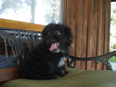 ~~Shih-Poo  4~~