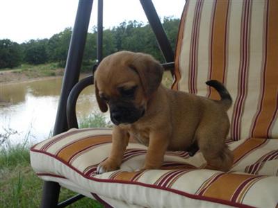 Puggle 5 
