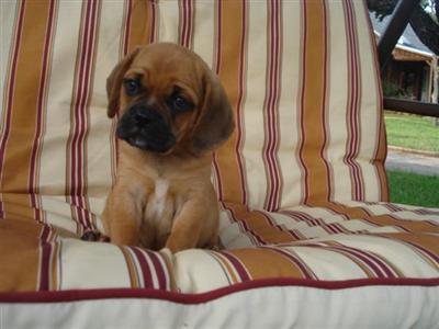 Puggle 3