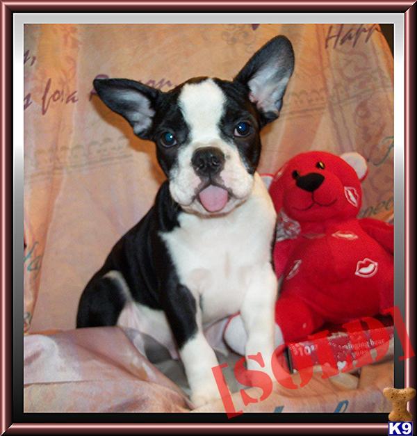 Spunky Little Male Frenchton Puppy