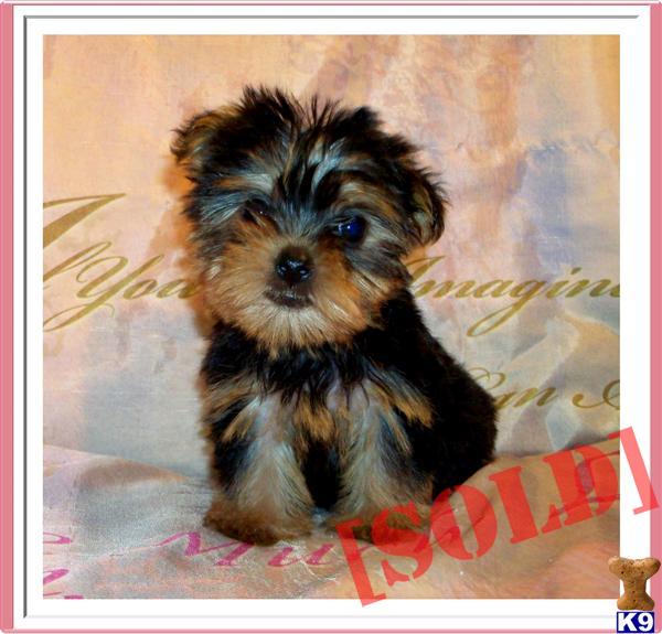 pretty yorkie puppies document moved pretty yorkie puppies document moved
