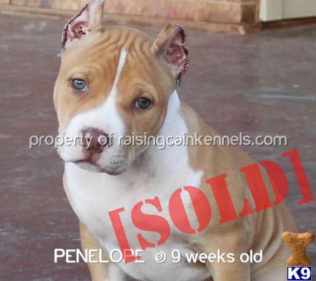 pitbull puppies for sale in toledo ohio nose pitbull puppies for sale toledo ohio breeds pitbull puppies for sale in toledo ohio nose pitbull puppies for sale toledo ohio breeds
