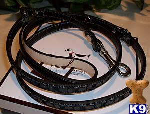 Just Sold coach leash new in box blk size small