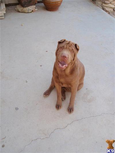 Female Chinese Shar Pei