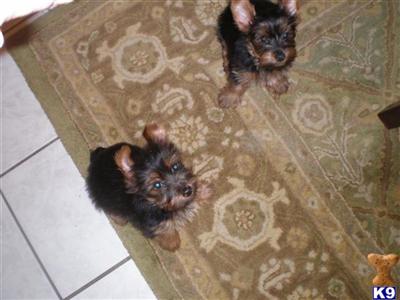2 irresistable male yorkies, AKC