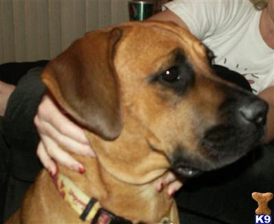 Boozer