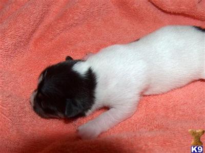 Toy Rat Terrier