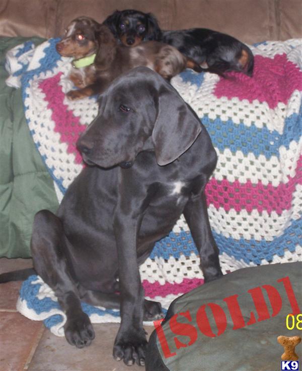 Blue Great Dane male pup 3/4 Euro