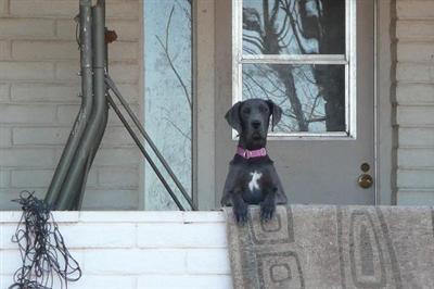 100 European Pup