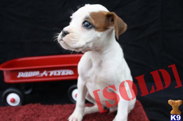 Benny AS ACA Registered Male Boxer Puppy