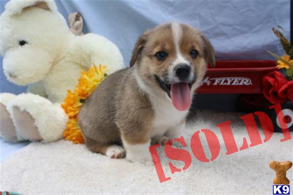 Steve EE Baby Boy Corgi Ready 7/31/2012