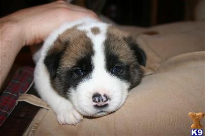 Akita Babies For Sale