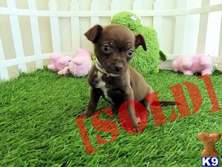 Mini Toy Chihuahua Puppies - Apple Head Cuties