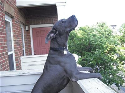 COLT