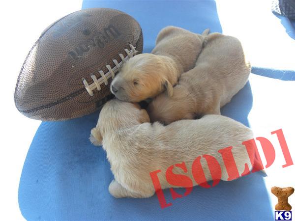 golden retriever puppies duluth mn golden retriever puppies mn duluth breeds picture golden retriever puppies duluth mn golden retriever puppies mn duluth breeds picture