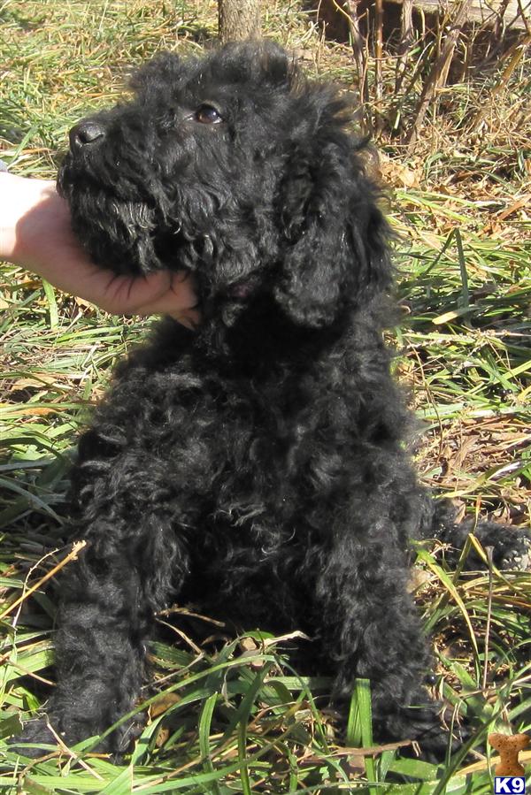 goldendoodle puppies black. hair Mini Goldendoodle Puppies