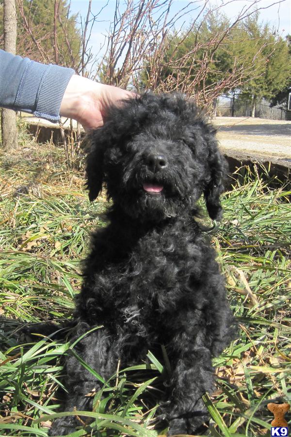 Goldendoodles Puppies for goldendoodle puppy red. Goldendoodles Puppies for