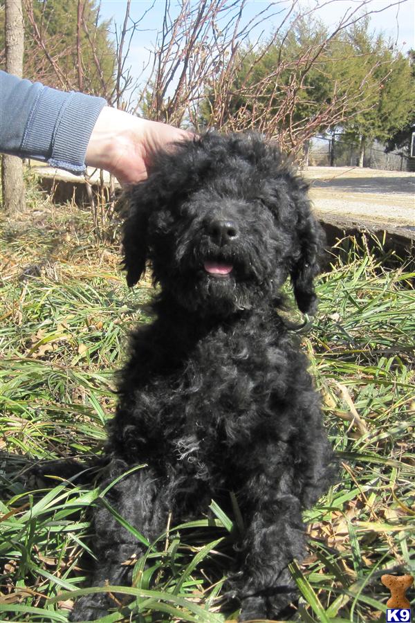 goldendoodle puppy red. Goldendoodles Puppies for