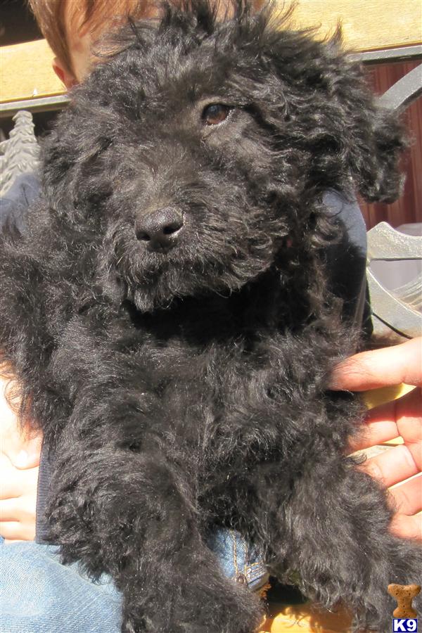 goldendoodle puppy red. Goldendoodles Puppies for