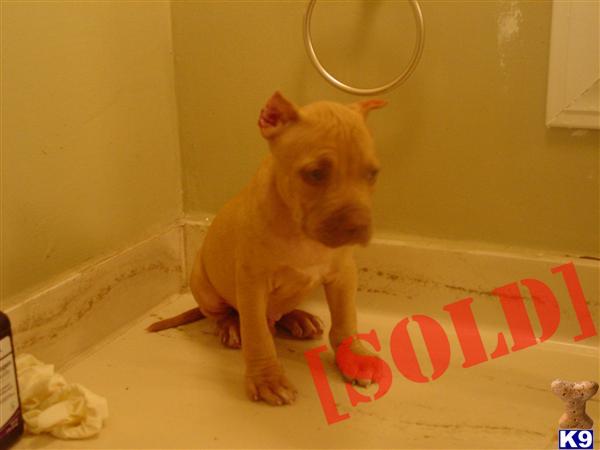  pit bull rednose castillos blodline