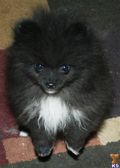 Adorable and Tiny Pomeranian Puppy