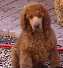 Red Standard Poodles Pups