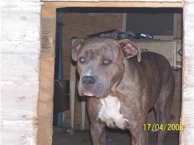 dozer