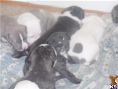 pitbull puppies different colors