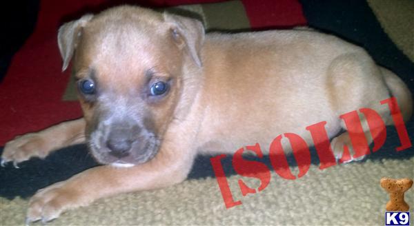 Beautiful American Pit bull Pup Razors Edge  Red Boy/Jocko Blood - Female  #3