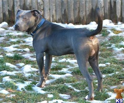 Blue Beast  aka chunk