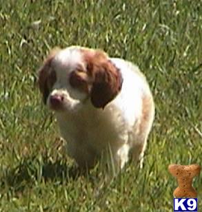Hall of Fame Brittany Pups