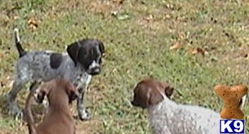 German Shorthaired Pointer pups