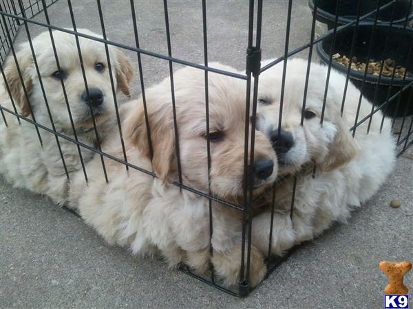 blooded golden retriever puppies document moved blooded golden retriever puppies document moved