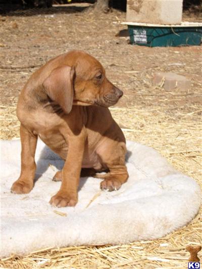 AKC Rhodesian Ridgeback Male