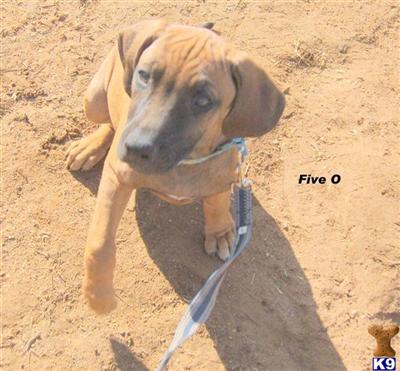 Rhodesian Ridgeback AKC Male