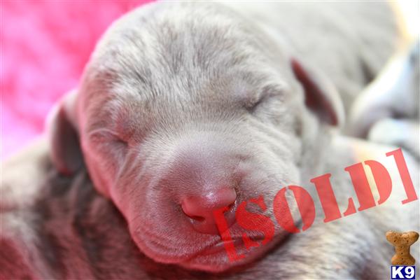 weimaraner puppies