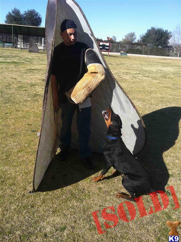 Working Doberman Litter