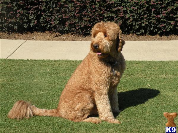 Clifford