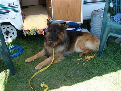 German Shepherd Pups AKC OFA