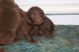 Chesapekes puppies