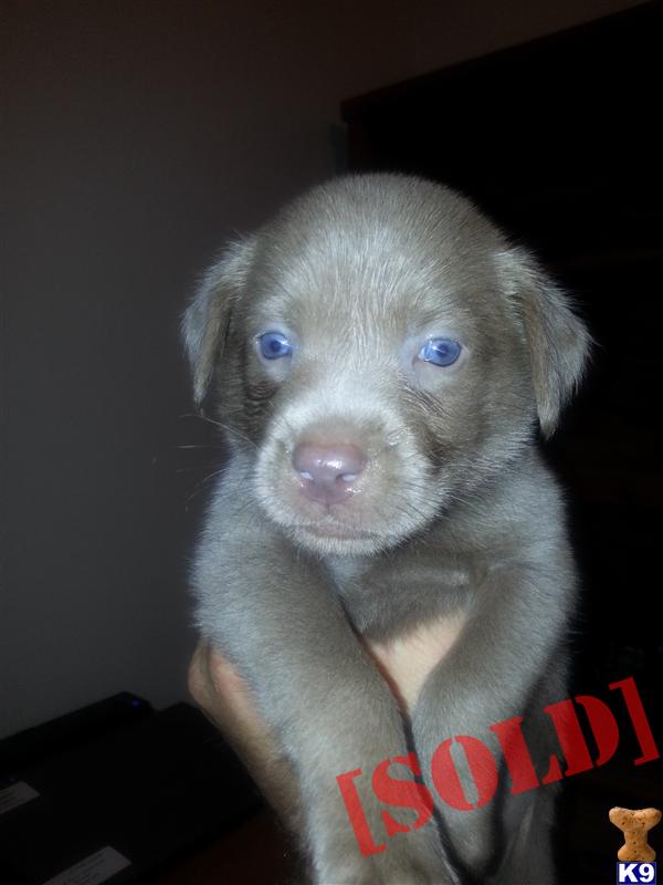 silver lab puppies ohio document moved silver lab puppies ohio document moved