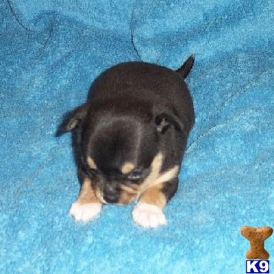 ACA Registered Male Jordan