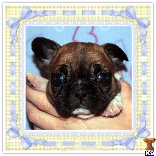 AKC FRENCH PUPPIES AVAILABLE