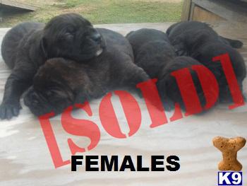 eli pitbull puppies for sale document moved eli pitbull puppies for sale document moved