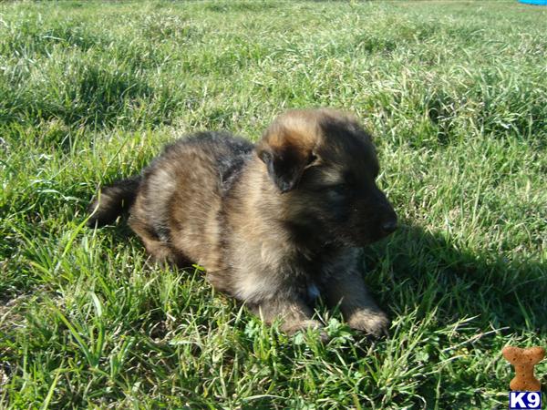 german shepherd puppies for sale in houston tx german shepherd puppies for sale tx german shepherd puppies for sale in houston tx german shepherd puppies for sale tx