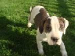 Alapaha Blue Blood Bulldog rare breed